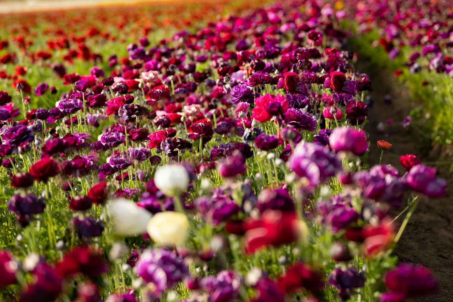 Ranunculus blooms at the Carlsbad Flower Fields